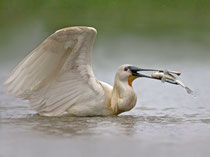 Löffler (Platalea leucorodia), Hortobagy, Ungarn