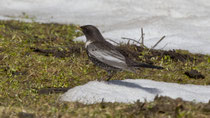 Ringdrossel (Turdus torquatus), Flühli LU