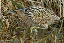 Rohrdommel (Botaurus stellaris), Flachsee