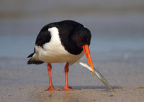 Austernfischer (Haemotopus ostralegus), Shetland GB