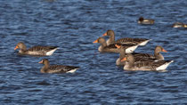 Blässgans (Anser albifrons), vorne links zusammen mit Graugänsen, Klingnauer Stausee
