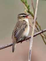 Schilfrohrsänger (Acrocephalus schoenobaenus), Biebrza Nationalpark, Polen