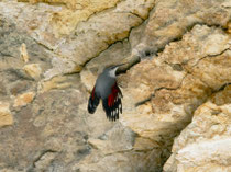 Mauerläufer (Tichodroma muraria), St. Ursanne JU