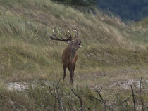 Rothirsch (Cervus elaphus), Darrs, Mecklenburg-Vorpommern