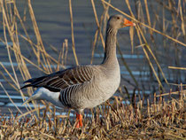 Graugans (Anser anser), Flachsee AG