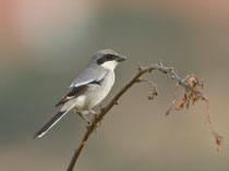 Raubwürger (Lanius excubitor), Agadir, Marokko