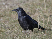 Rabenkrähe (Corvus corone), Flachsee