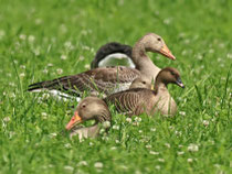 Kurzschnabelgans (Anser brachyrhynchus), Stille Reuss, mit Graugänsen