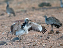 Saharakragentrappe (Chlamydotis undulata), Fuerteventura, Spanien