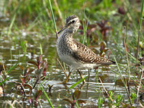 Bruchwasserläufer (Tringa glareola), La Sauge /Cudrefin VD