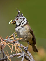 Haubenmeise (Lophophanes cristatus), Leuk VS