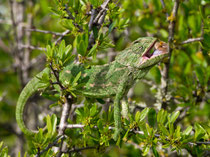 Europäisches Chamäleon (Chamaeleo chamaeleon), Portugal, mehr Bilder unter Birding-Reisen/Portugal 2017