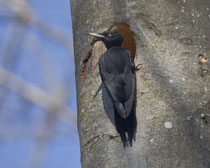 Schwarzspecht (Dryocopus martius), Umiker Schachen