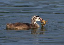 Juvenile Haubentaucher mit Krebs, Klingnauer Stausee