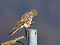 Turmfalke (Falco tinnunculus), Augst AG