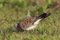 Turteltaube (Streptopelia turtur), Neusiedlersee