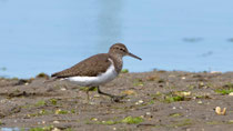 Flussuferläufer (Actitis hypoleucos), Ria Formosa, Portugal