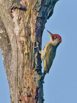 Grünspecht (Picus viridis) M, Petite Camargue Alsacienne