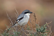 Raubwürger (Lanius excubitor), Fuerteventura, Spanien