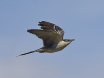 Häherkuckuck (Clamator glandarius), Castro Verde, Portugal