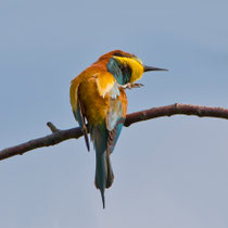 Bienenfresser (Merops apiaster), Kaiserstuhl DE