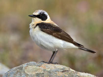 Balkansteinschmätzer M (Oenanthe melanoleuca), Lesbos, Griechenland 