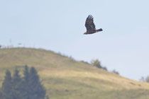 Steinadler (Aquila chrysaetos), Gurnigel