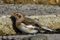 Schneeammer (Plectrophenax nivalis), Helgoland