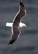 Heringsmöwe (Larus fuscus), Shetland GB