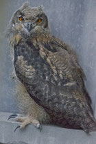 Uhu (Bubo bubo) Jungvogel, AG