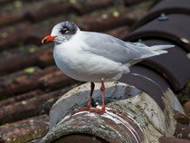 Schwarzkopfmöwe (Larus melanocephales), Rapperswil