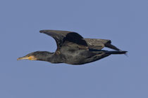 Kormoran (Phalacrocorax carbo), Klingnauer Stausee