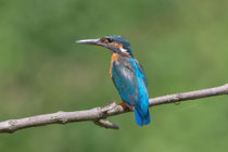 Eisvogel (Alcedo atthis), La Sauge / Cudrefin