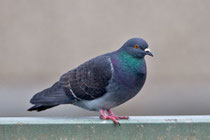 Strassentaube (Columba livia domestica), Leibstadt