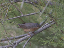 Iberien-Bartgrasmücke (Sylvia inornata), Donana, Spanien