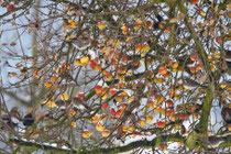 Wacholderdrossel (Turdus pilaris), Full AG, plündern einen Apfelbaum im Winter