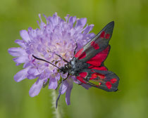 Widderchen (Zygaenidae), Schinznach