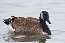 Kanadagans (Branta canadensis), Triboltingen / Bodensee