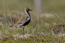 Goldregenpfeifer (Pluvialis apricaria) PK, Husvik, Island