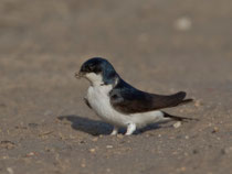 Mehlschwalbe (Delichon urbicum), El Rocio/Donana, Spanien