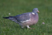 Ringeltaube (Columba palumbus), Helgoland D