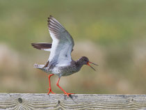 Rotschenkel (Tringa totanus), Vadso/Varanger, Norwegen