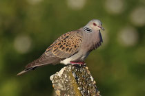 Turteltaube (Streptopelia turtur), Neusiedlersee