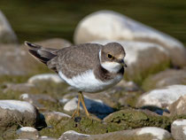 Flussregenpfeifer (Charadrius dubius) Jungvogel, Jona