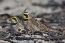 Ohrenlerche (Eremophila alpestris), Helgoland