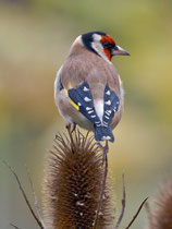 Distelfink od. Stieglitz (Carduelis carduelis), Villnachern