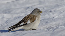 Schneesperling (Montifringilla nivalis), Schlichtkleid, Gemmi VS