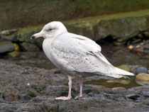 Eismöwe juv. (Larus hyperboreus), Berlevag/Varanger, Norwegen