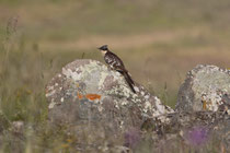 Häherkuckuck (Clamator glandarius), Castro Verde, Portugal