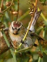 Polarbirkenzeisig (Carduelis hornemanni), Helgoland